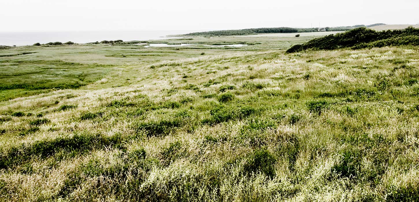 Strandeng nord for Bagenkop