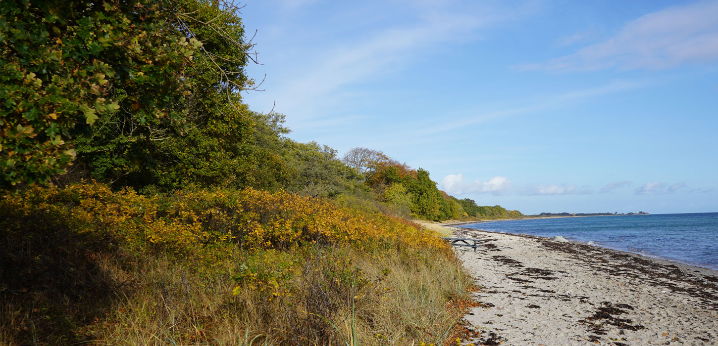 Bøgeskov helt ned stranden