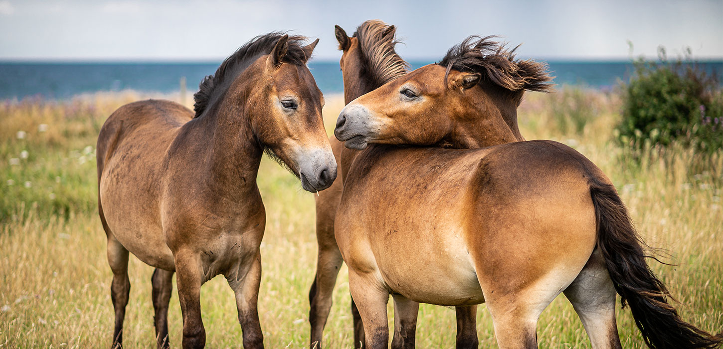 Tre vilde heste på Sydlangeland