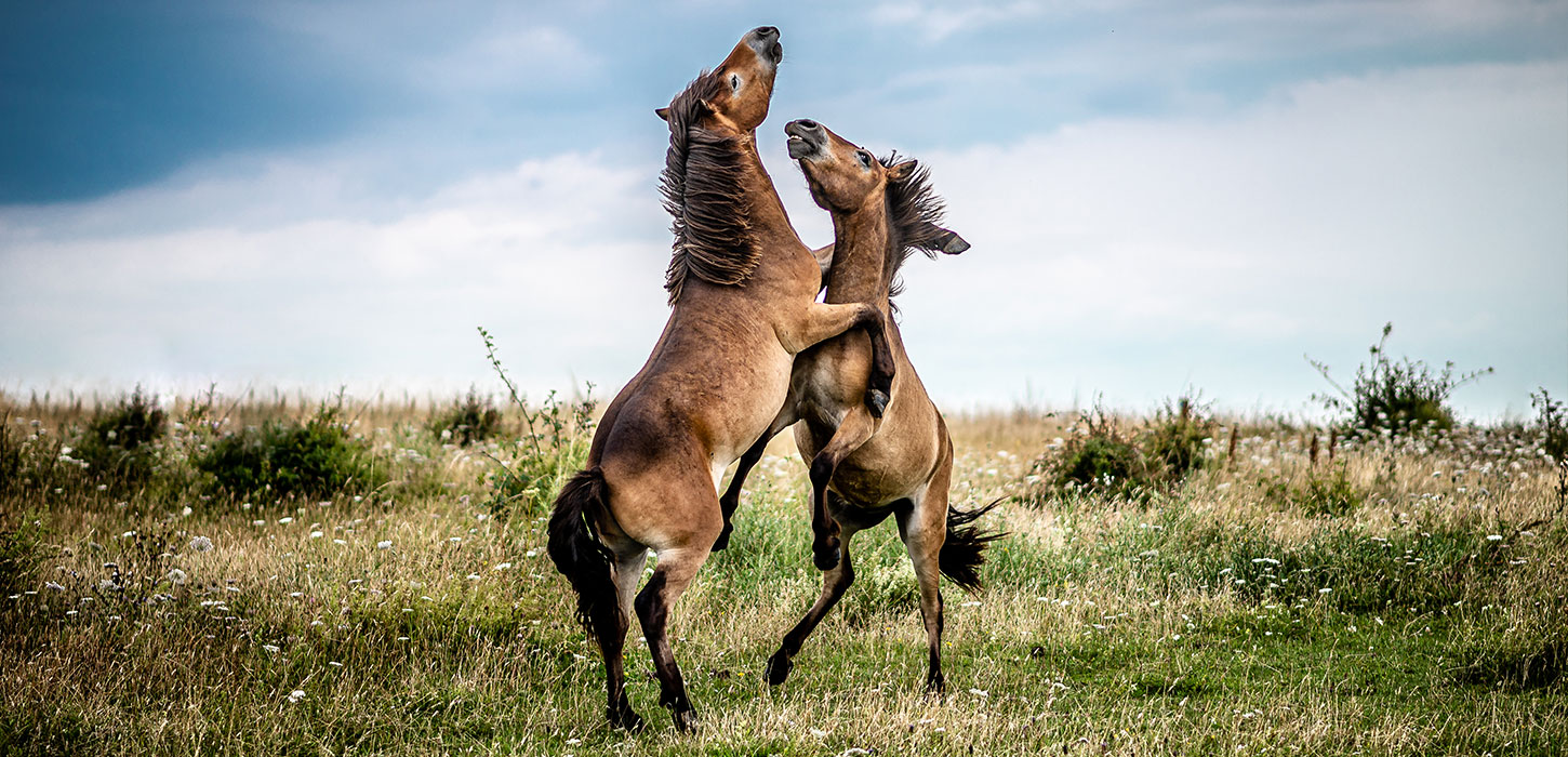 To vilde heste på Sydlangeland
