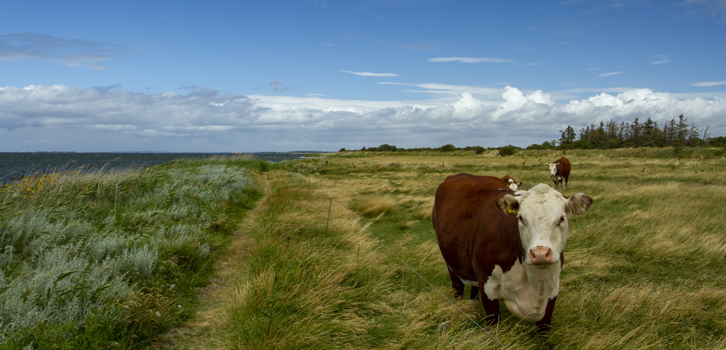 Ko på græsmark på Strynø