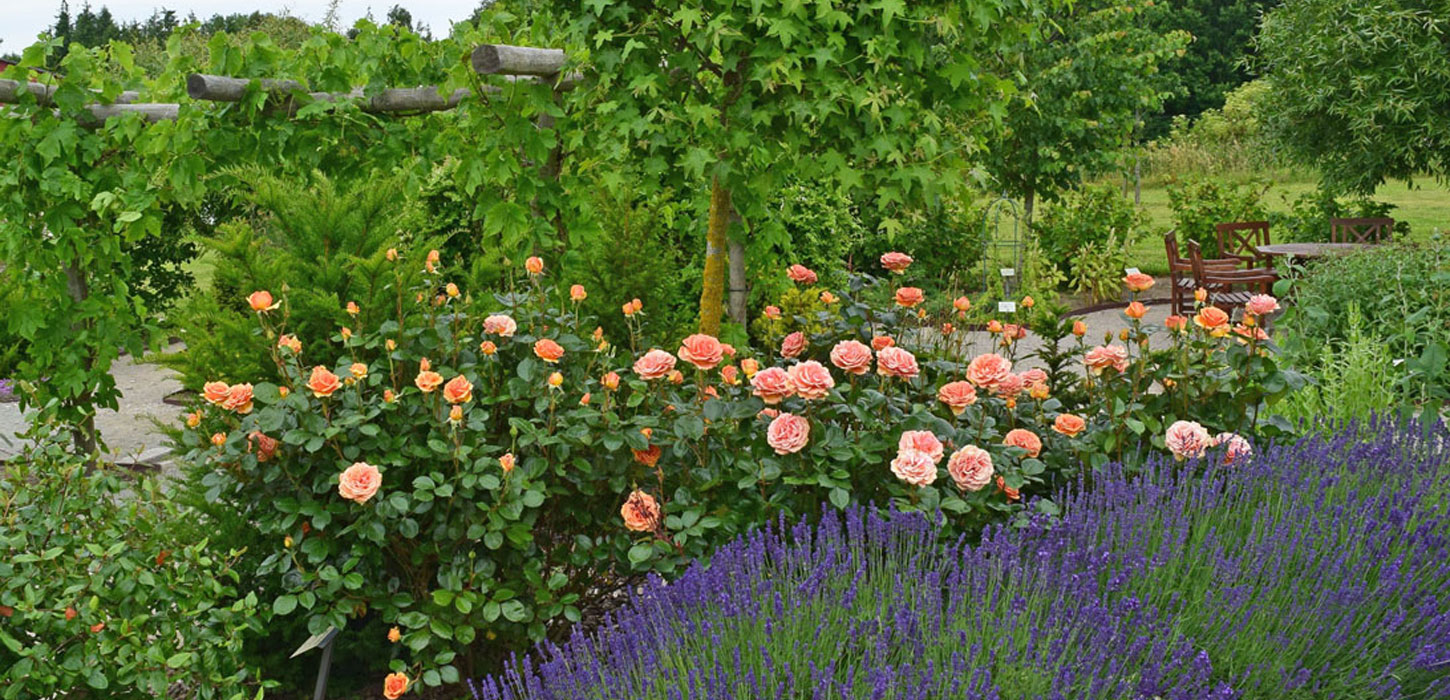 Betalingspavillonen ved indgangen til Medicinhaverne