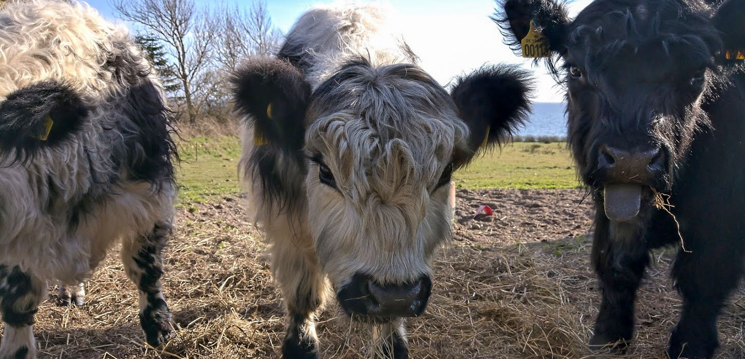 Højlandskvæg ved Ristinge Klint