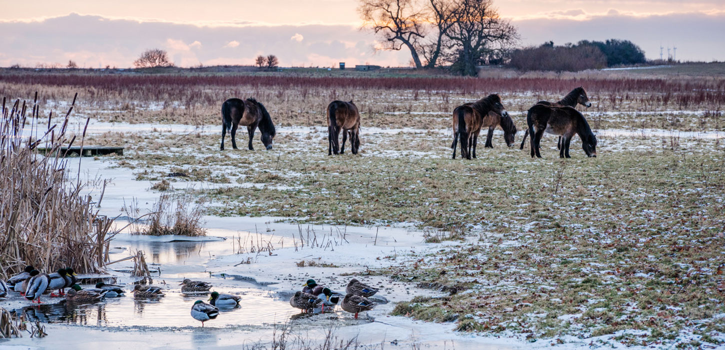 Snedækket mark med vilde heste