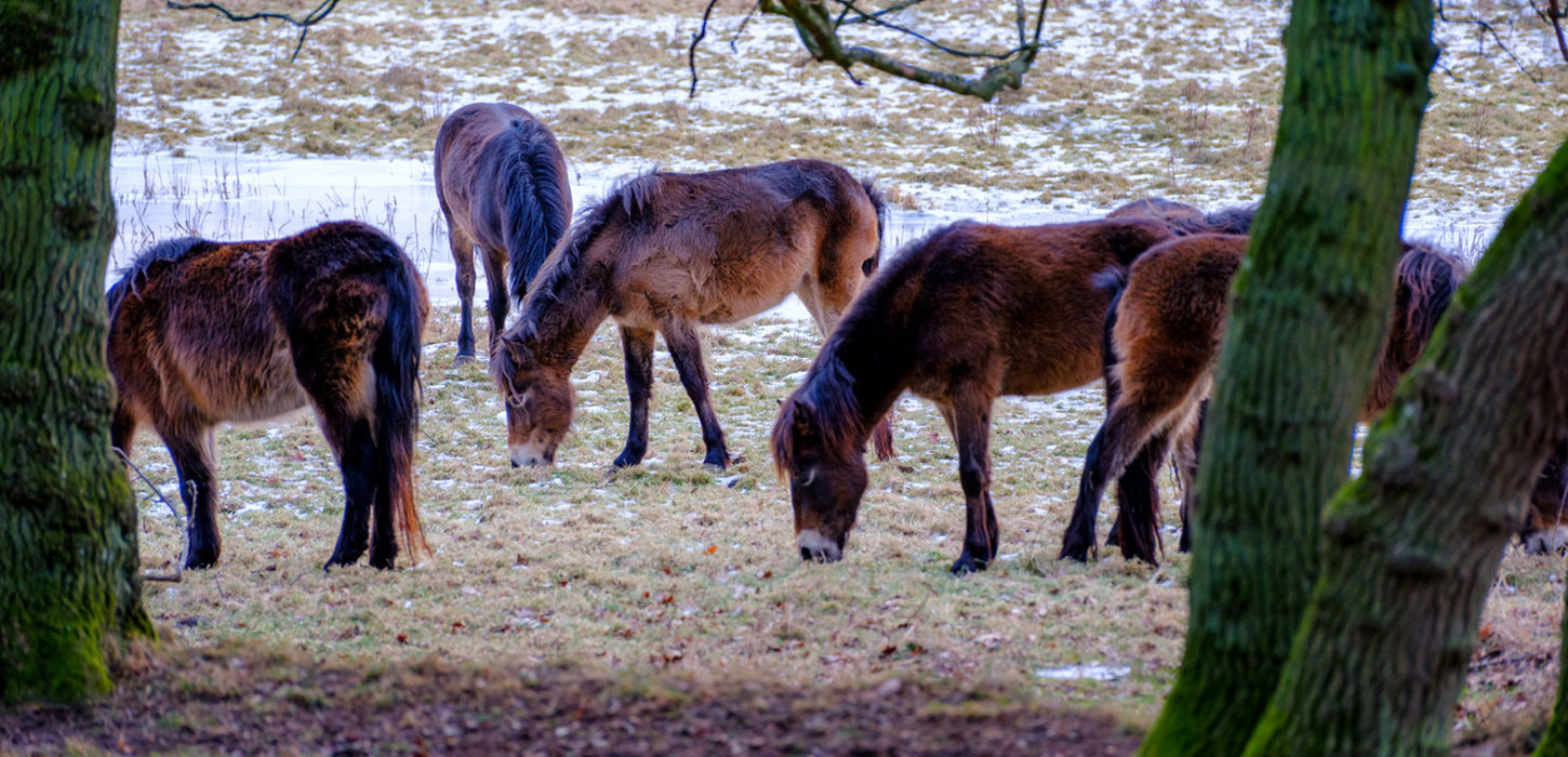 Heste græsser på marken ved Skovsgaard Gods