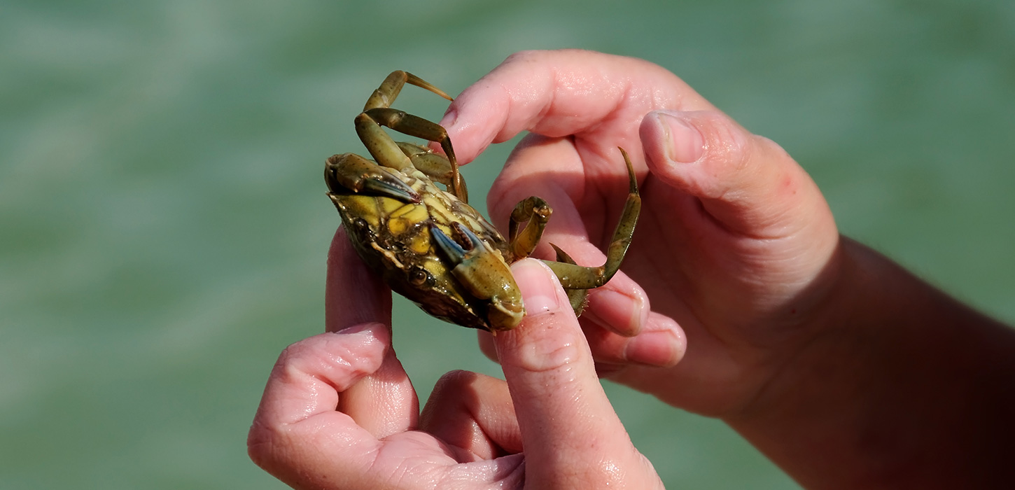 Et par hænder holder en krabbe