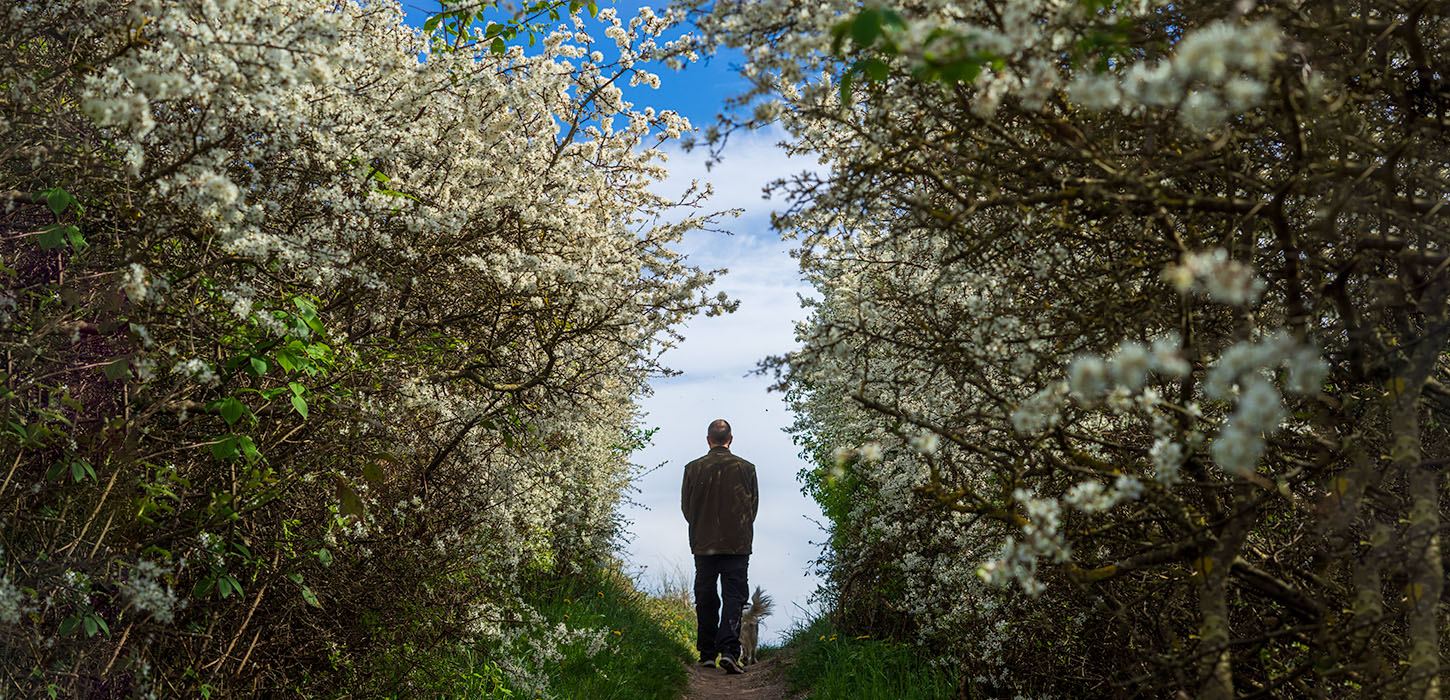 Ristinge Klint - tjørnen er sprunget ud 
