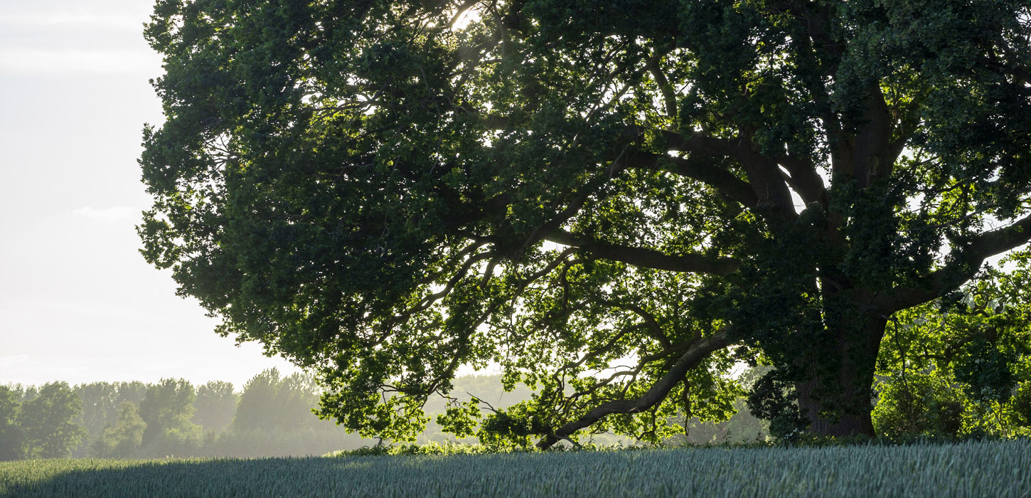 Gammel eg i modlys ved Hesselbanke ved Tranekær