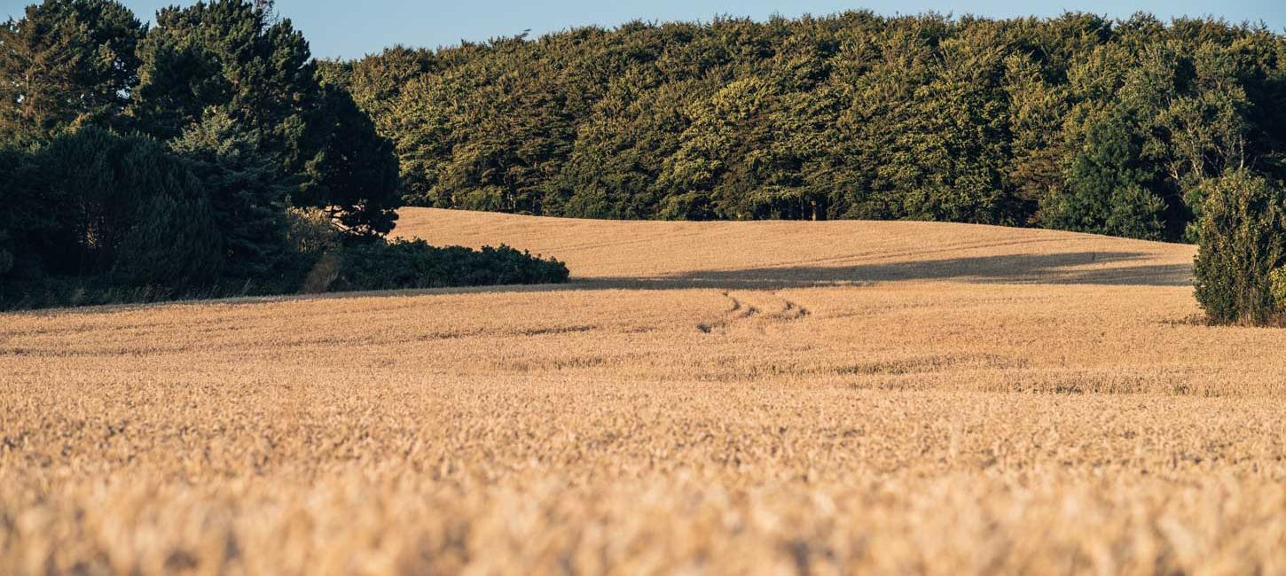Kornmarker på Langeland
