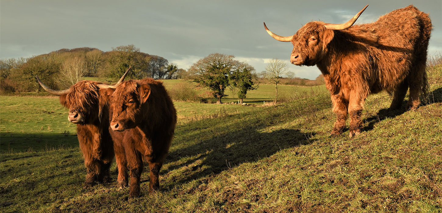 Kvæg på markerne ved Skovsgaard Gods