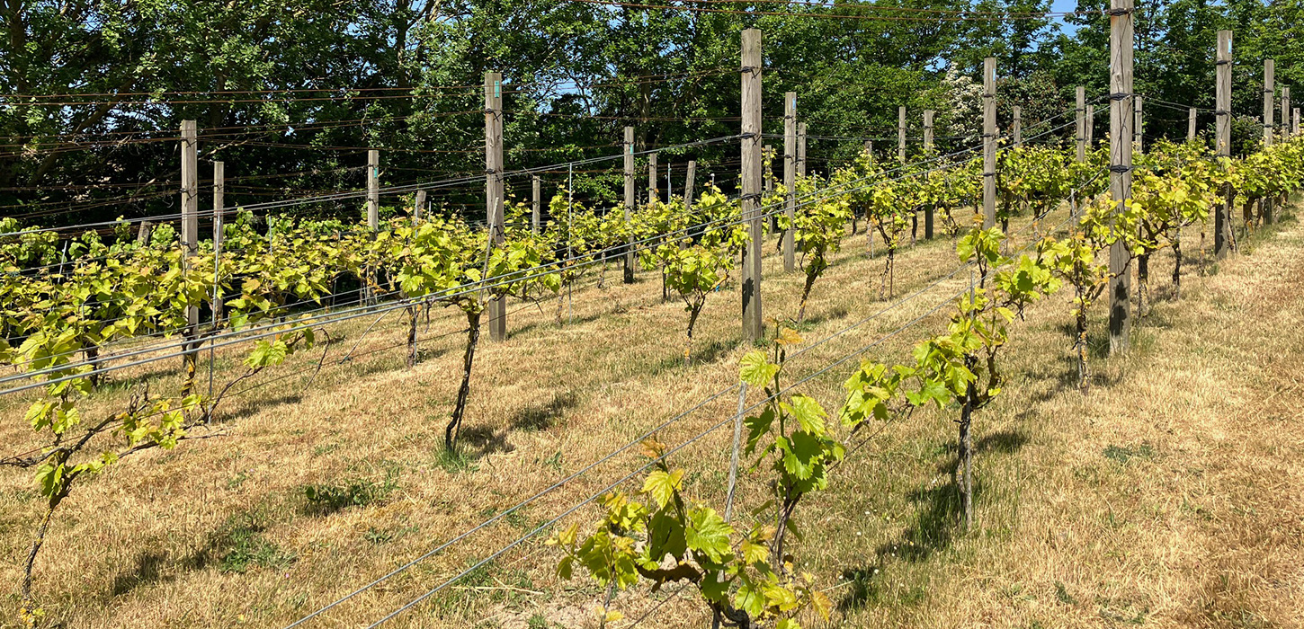 Vinmarker på Langeland