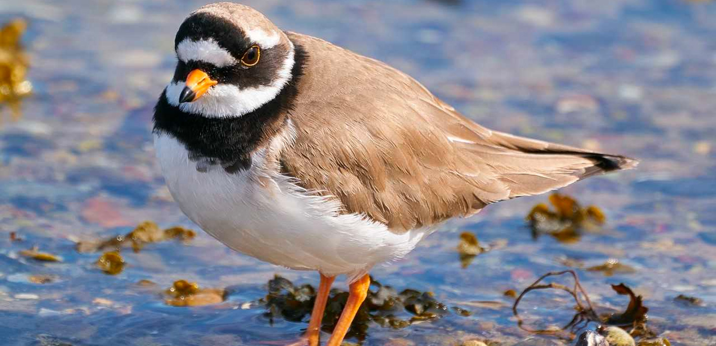 Præstekraven er en af Langelands sårbare fugle