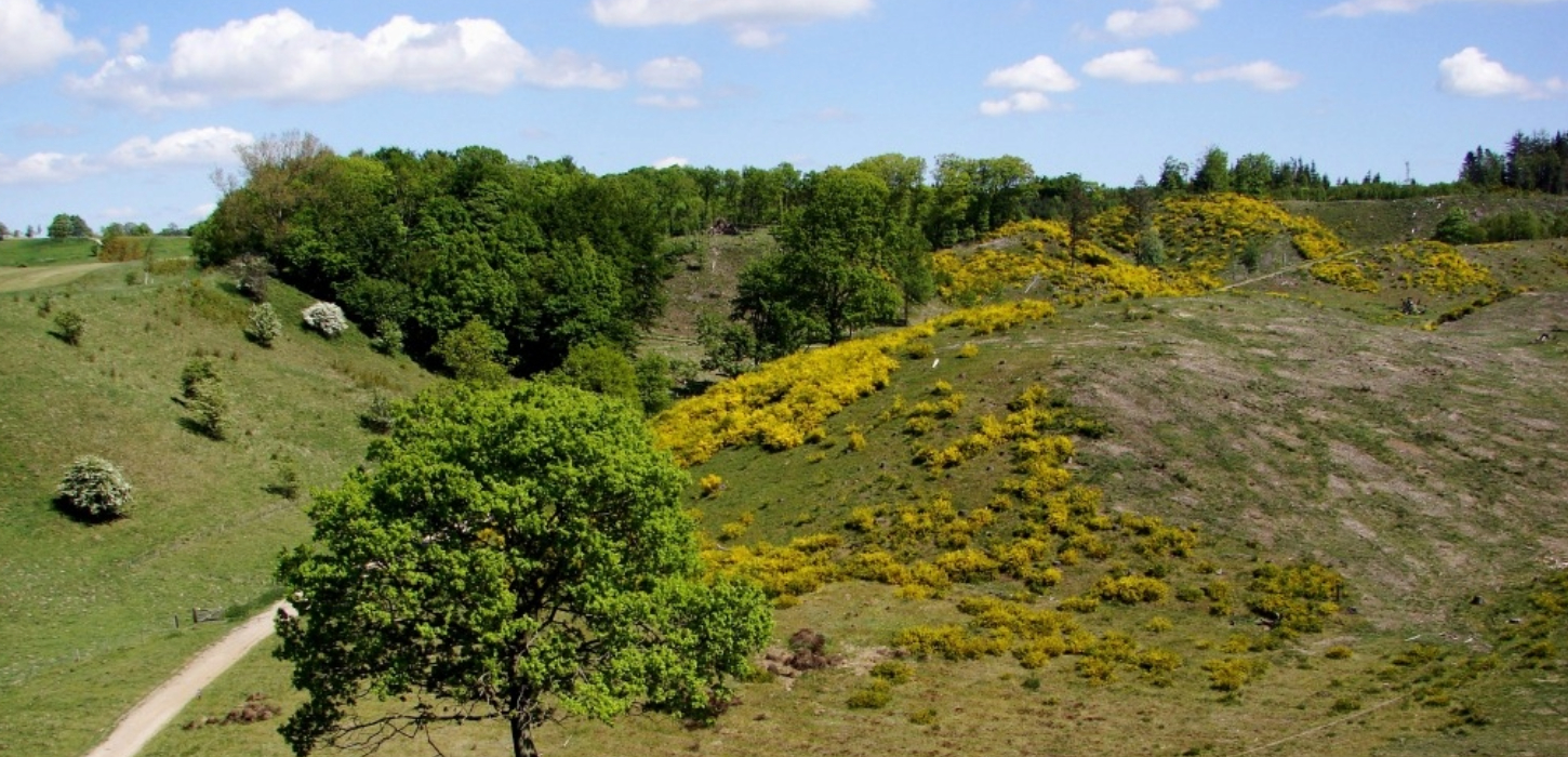 billede af Svanninge Bakker Faaborg