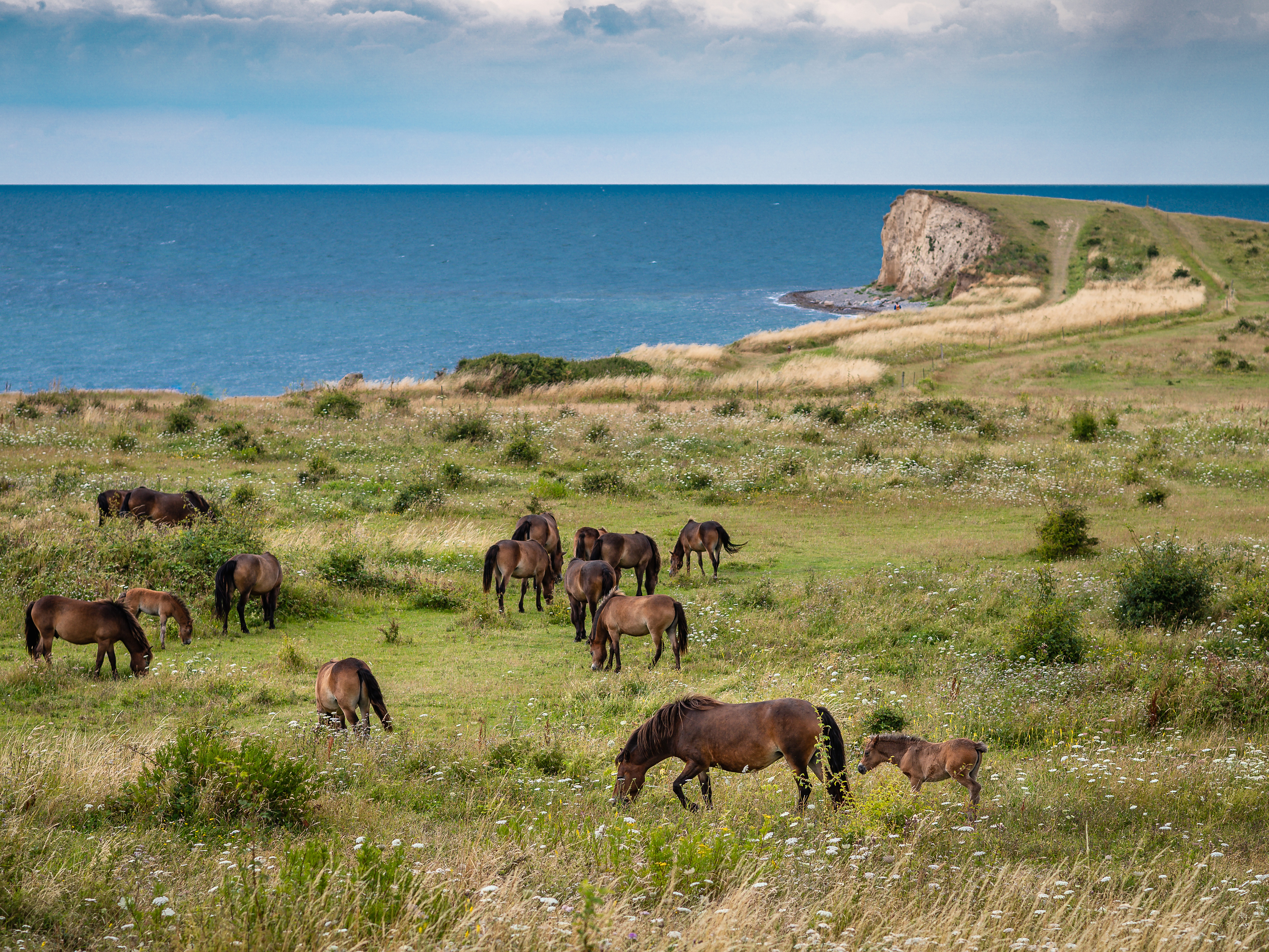 Vilde Heste ved Gulstav Mose på Sydlangeland