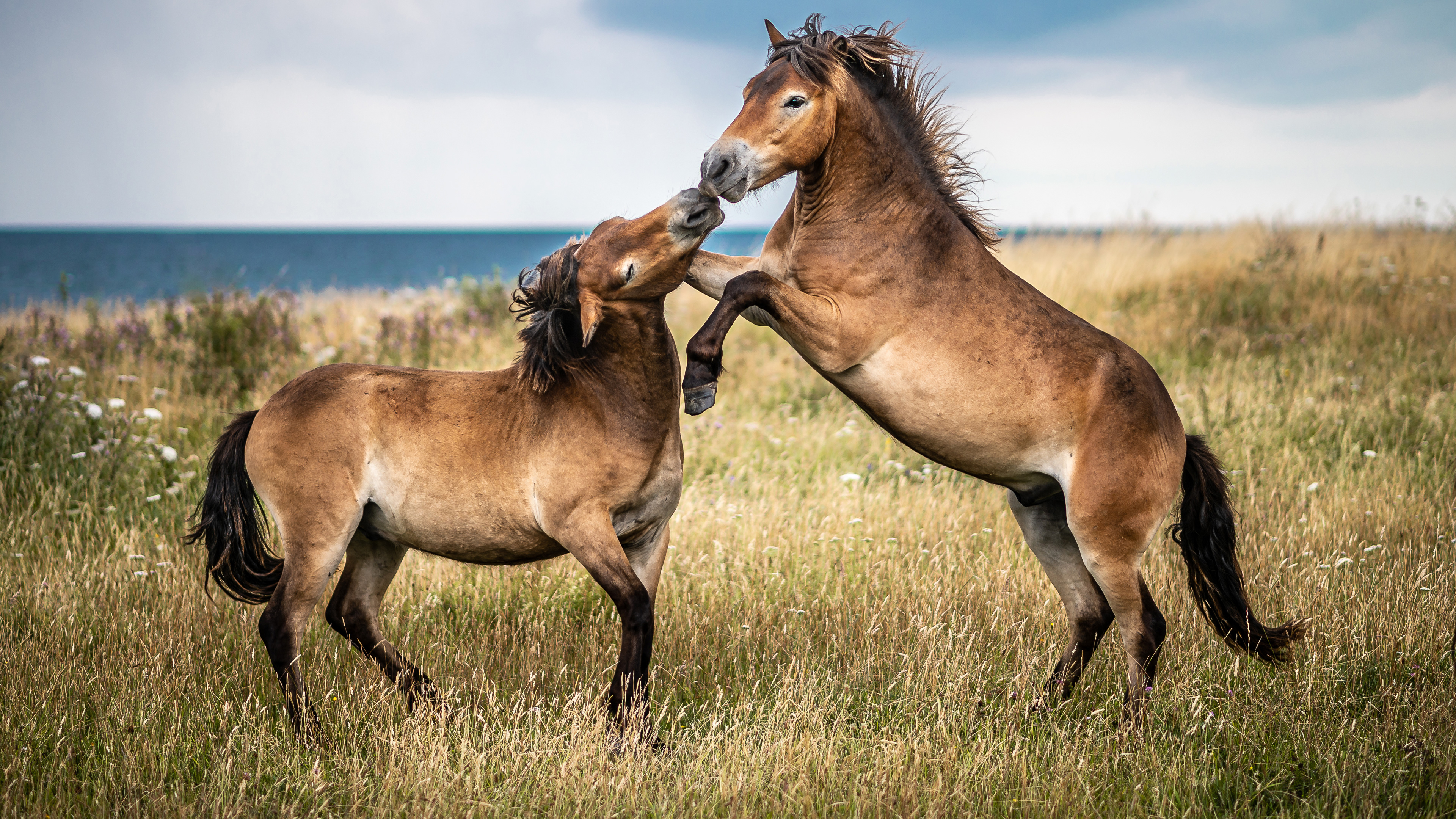 Exmoor-ponyer i det åbne landskab på Sydlangeland