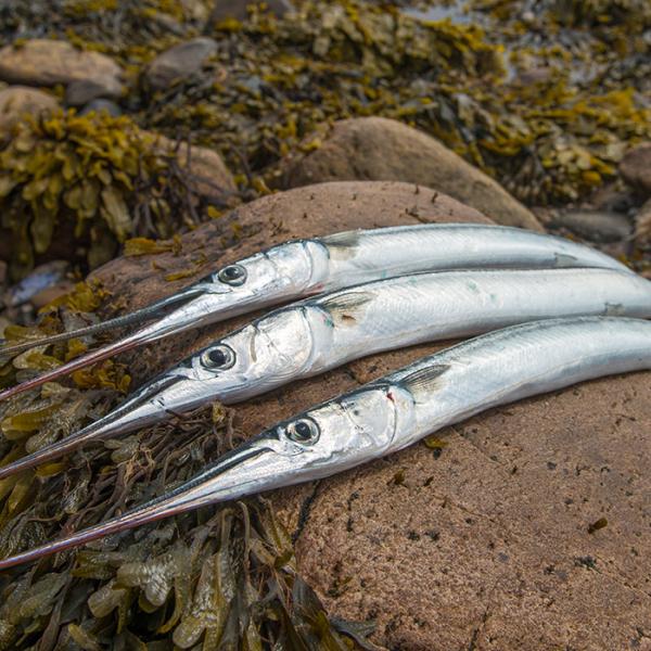 Friskfangede hornfisk liggende på en sten