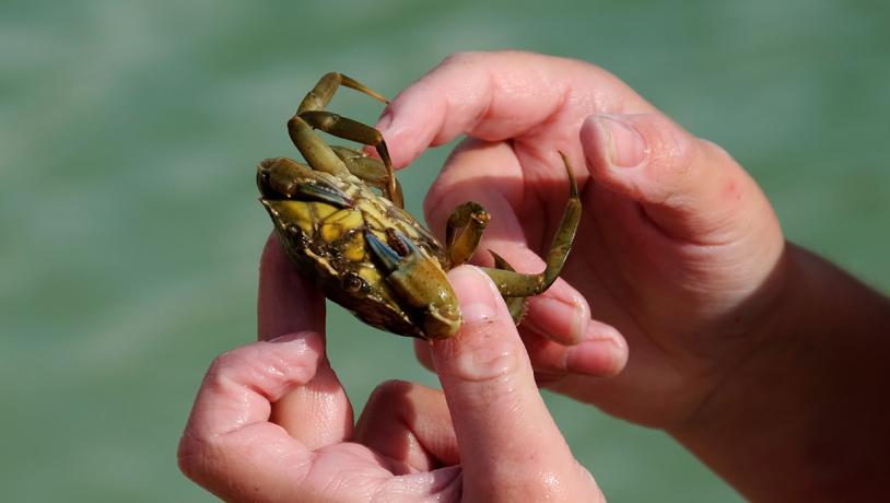 Et par hænder holder en krabbe