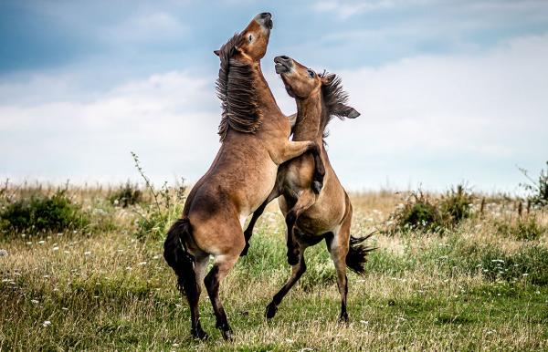 To vilde heste på Sydlangeland
