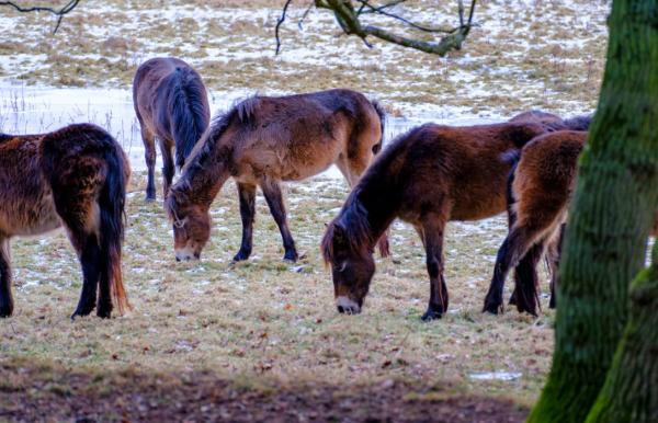 Heste græsser på marken ved Skovsgaard Gods