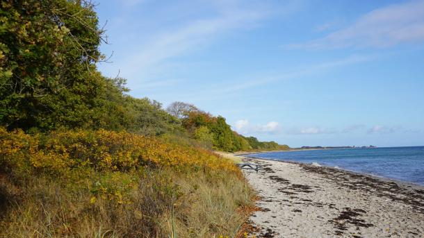 Bøgeskov helt ned stranden