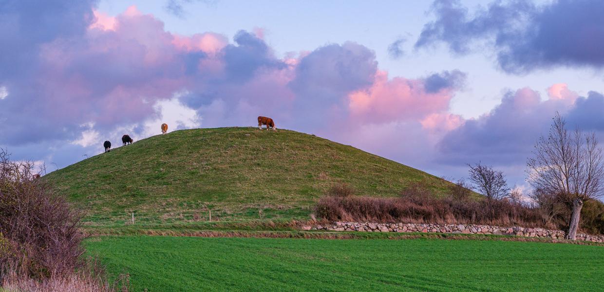 Hatbakker med kvæg i solnedgang