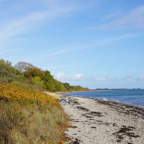 Bøgeskov helt ned stranden