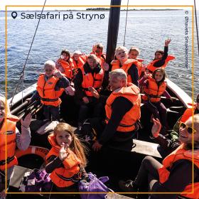 Sælsafari på Strynø